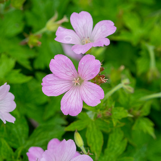 Geranium x oxonianum 'Rebecca Moss' - Hardy's Cottage Garden Plants