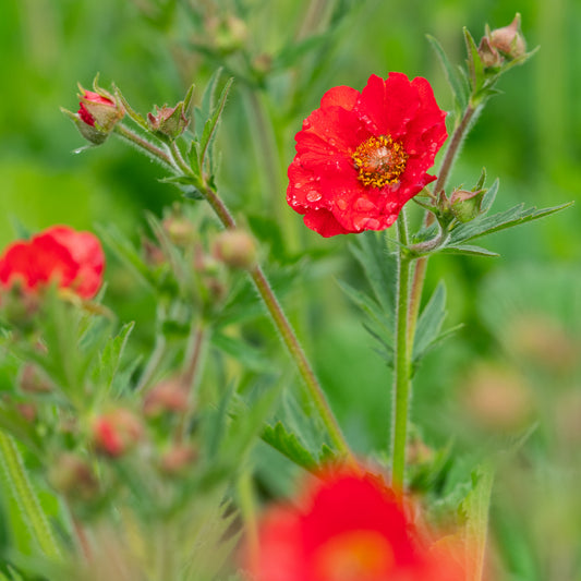 Geum Fiery Tempest ('Macgeu005') (Tempest Series)- - Hardy's Cottage Garden Plants