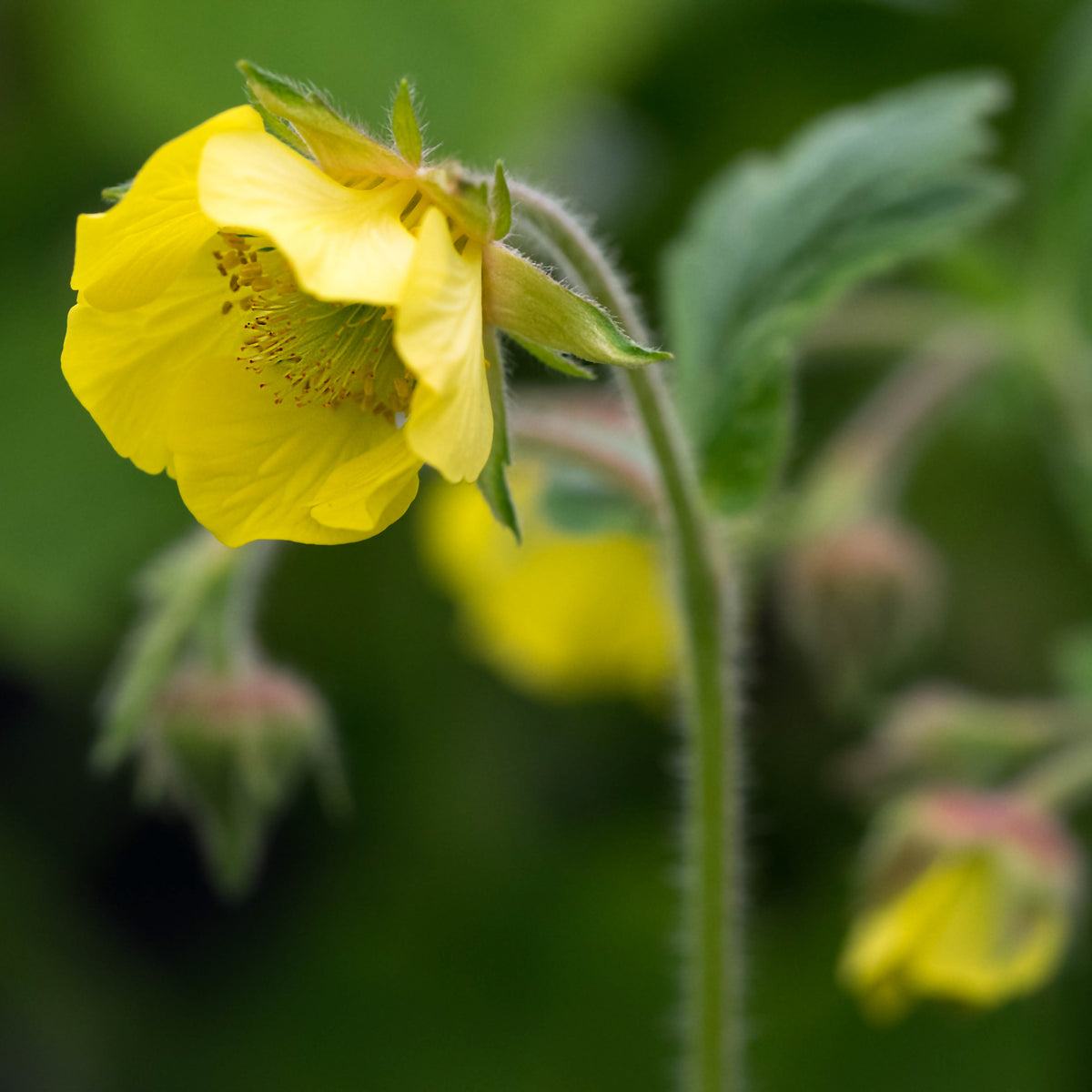 Geum 'Lisanne' - Hardy's Cottage Garden Plants