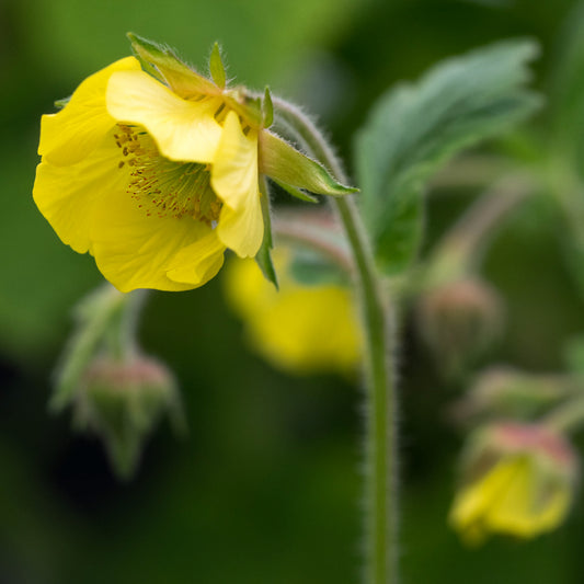 Geum 'Lisanne' - Hardy's Cottage Garden Plants