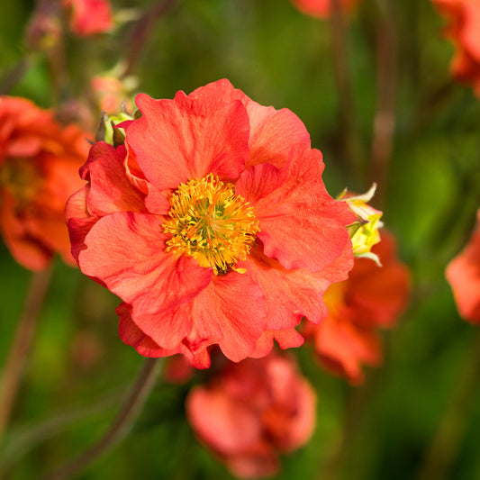 Geum 'Scarlet Tempest' PBR' - Hardy's Cottage Garden Plants
