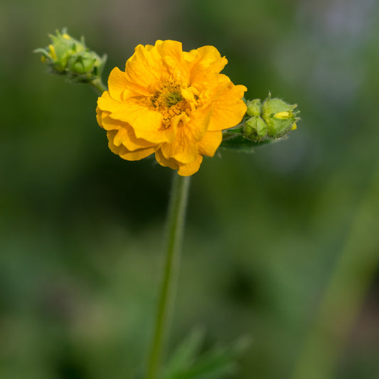 Geum 'Lady Stratheden' - Hardy's Cottage Garden Plants