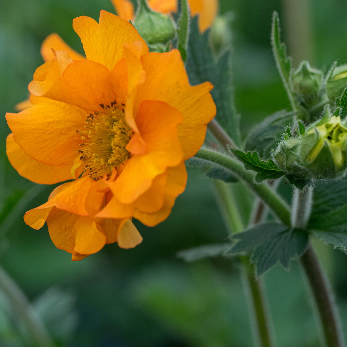 Geum 'Mandarin' - Hardy's Cottage Garden Plants
