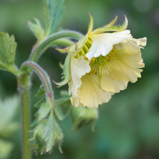 Geum 'Tales of Hex' - Hardy's Cottage Garden Plants
