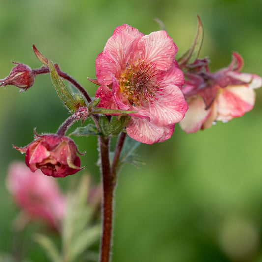 Geum Tempo Rose ('Tngeutr') (Tempo Series) (d) - Hardy's Cottage Garden Plants