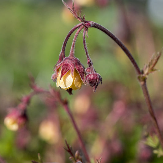 Geum rivale 'Cream Drop' - Hardy's Cottage Garden Plants