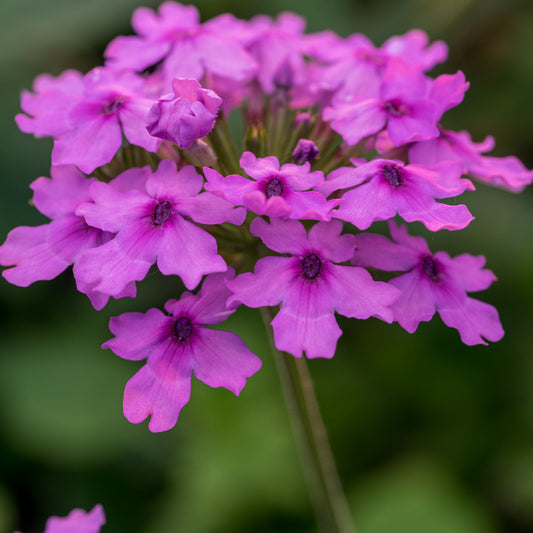 Glandularia Seabrook's Lavender ('Sealav'PBR) - Hardy's Cottage Garden Plants
