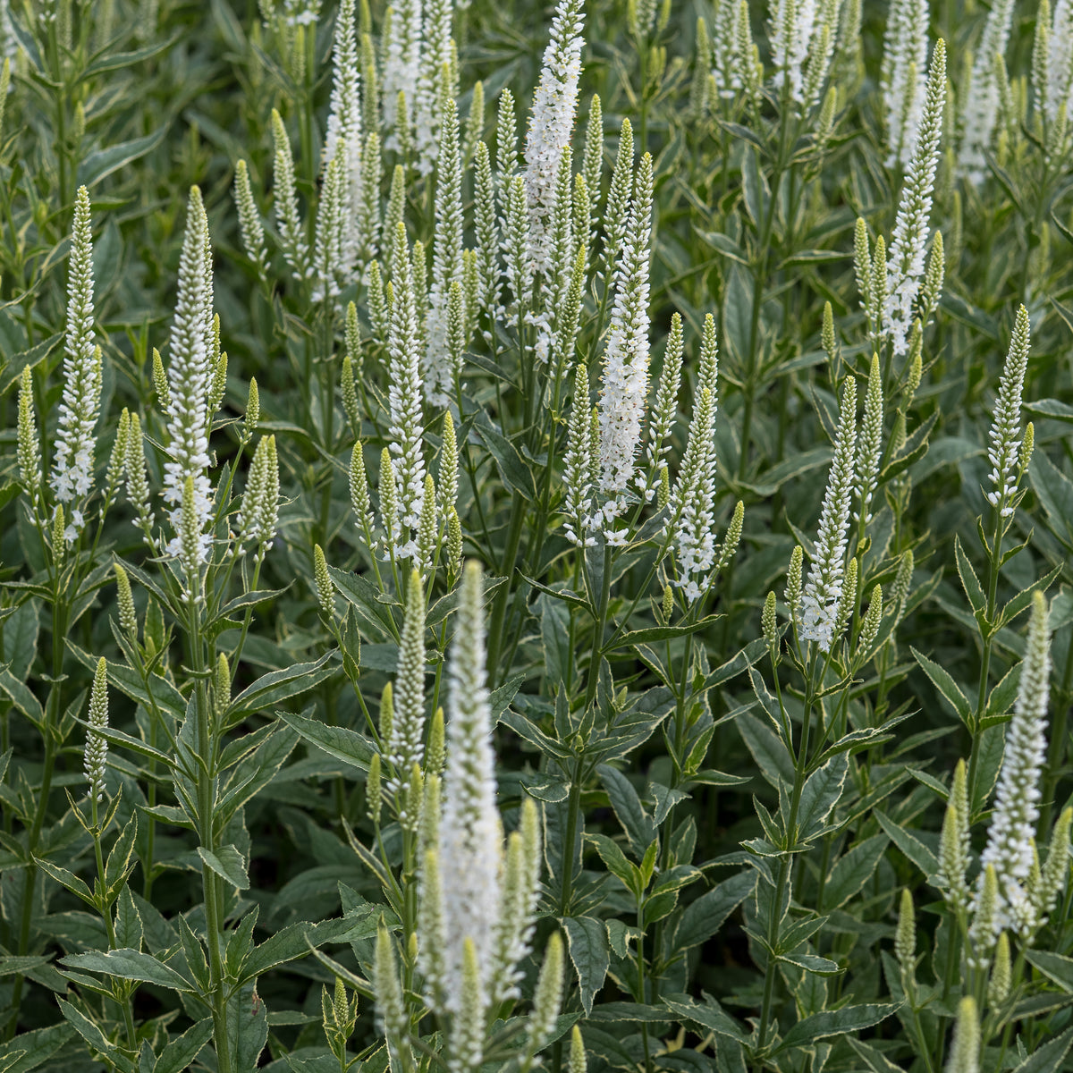 Veronica longifolia 'Charlotte' PBR (v) - Hardy's Cottage Garden Plants