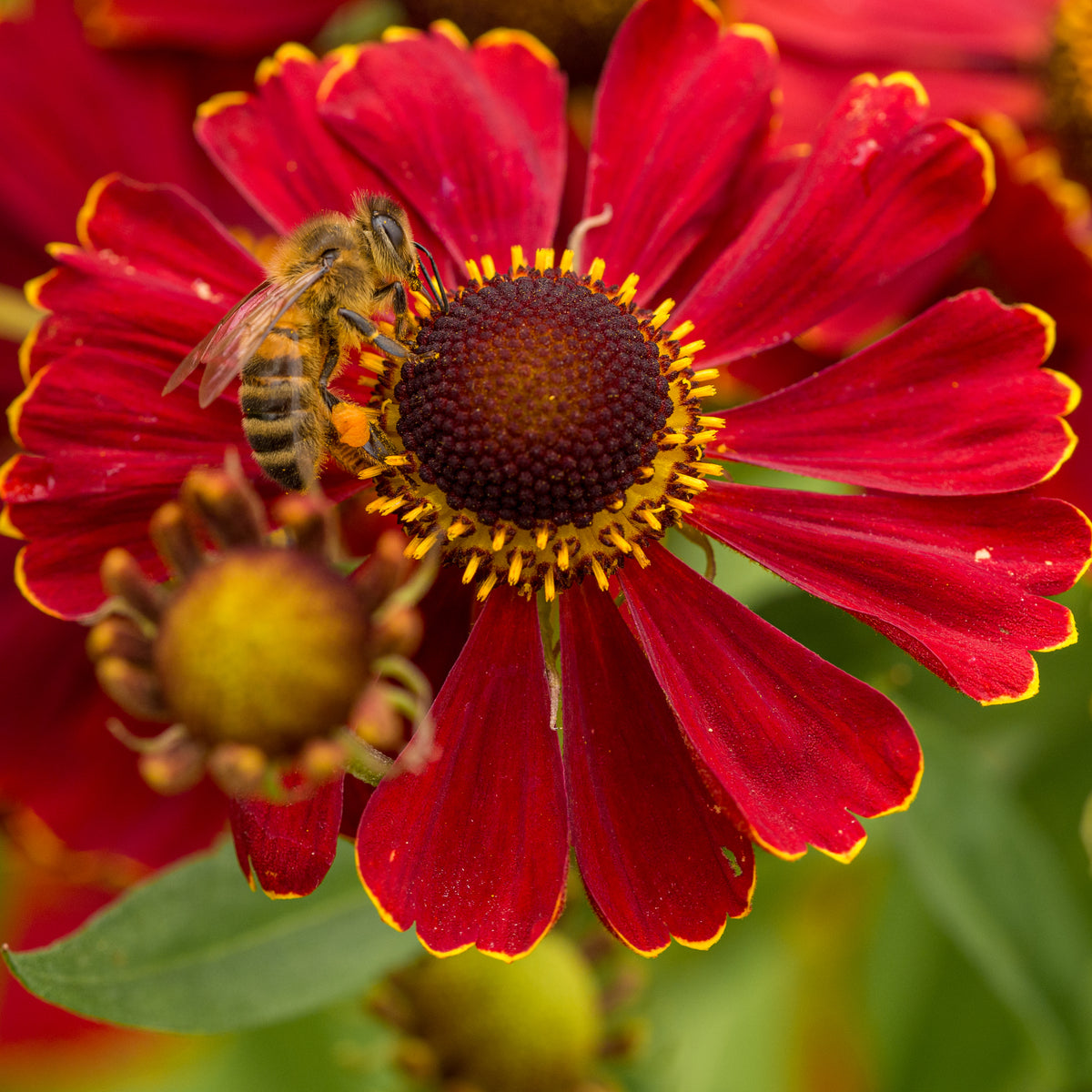Helenium 'Dauerbrenner' - Hardy's Cottage Garden Plants