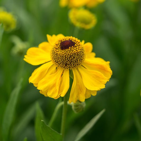 Helenium 'El Dorado' - Hardy's Cottage Garden Plants