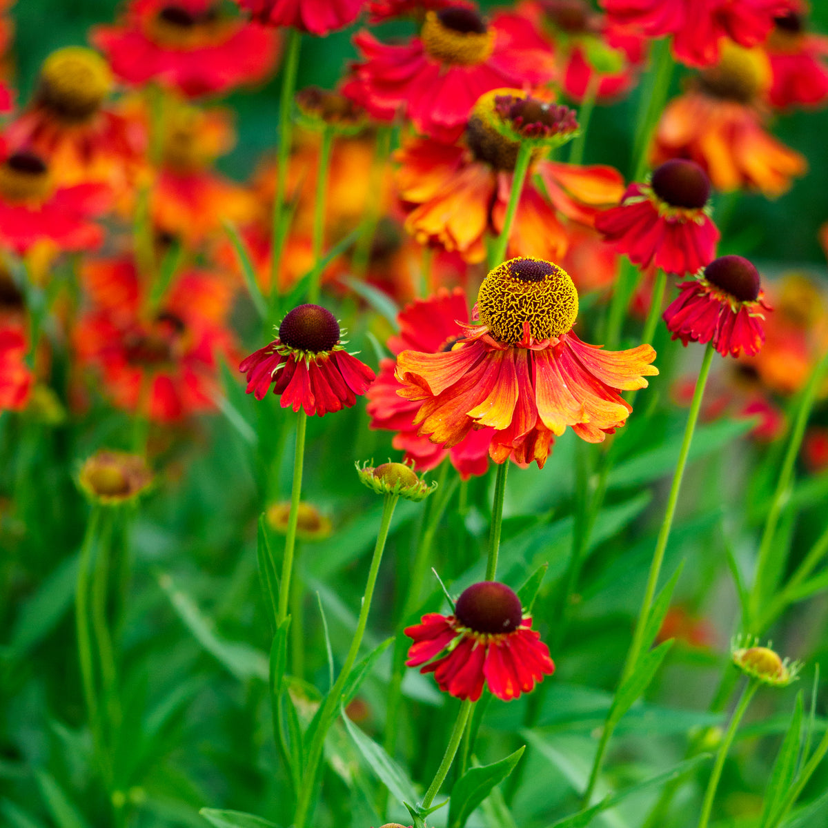 Helenium 'Moerheim Beauty' - Hardy's Cottage Garden Plants