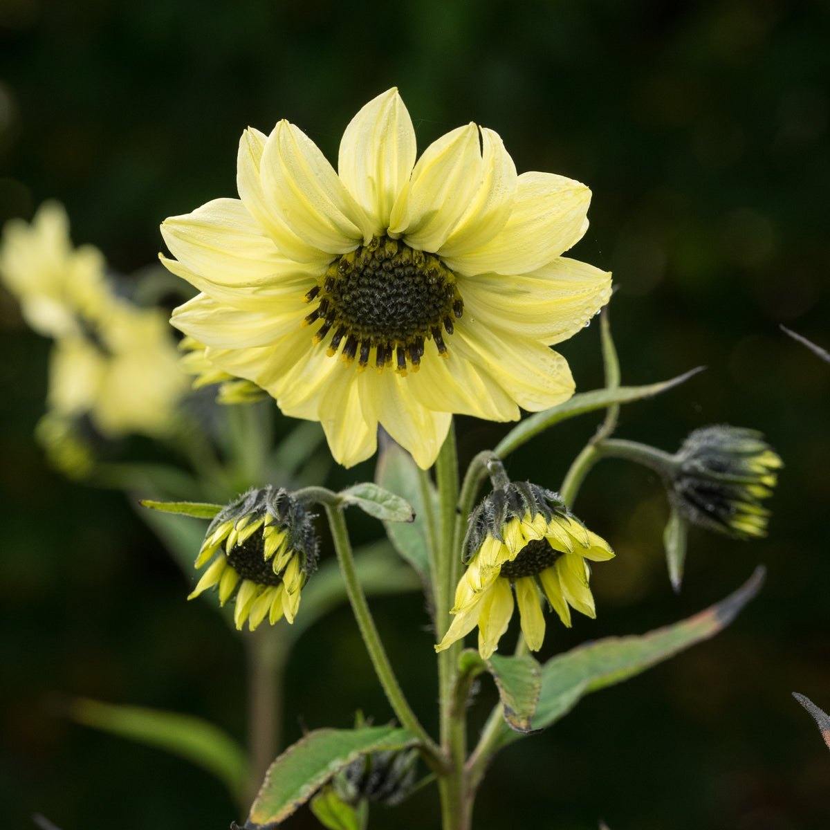Helianthus giganteus 'Sheila's Sunshine' - Hardy's Cottage Garden Plants