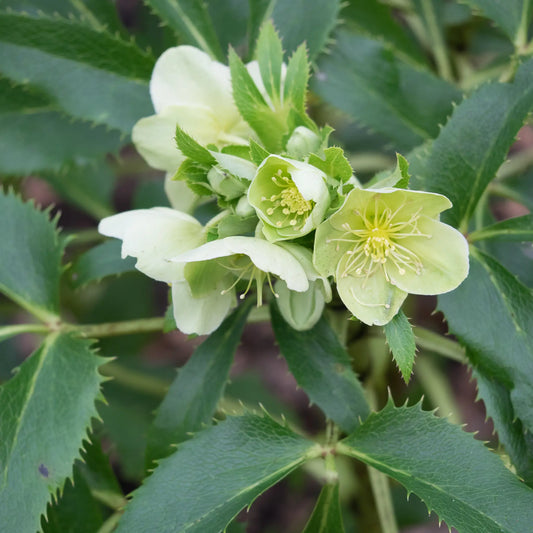 Helleborus argutifolius