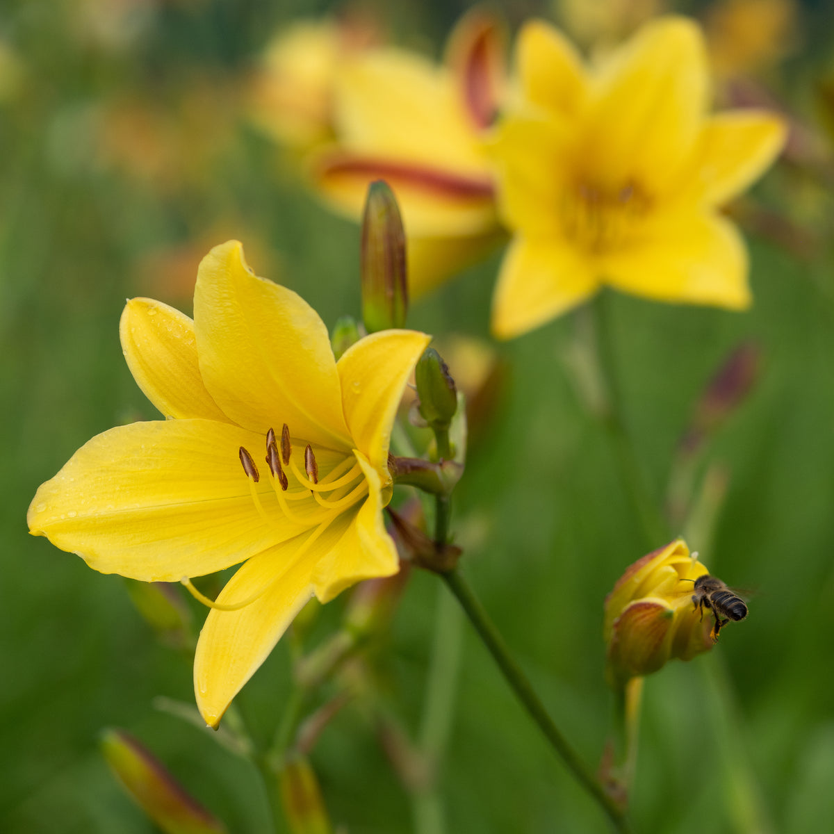 Hemerocallis 'Lemon Bells' - Hardy's Cottage Garden Plants