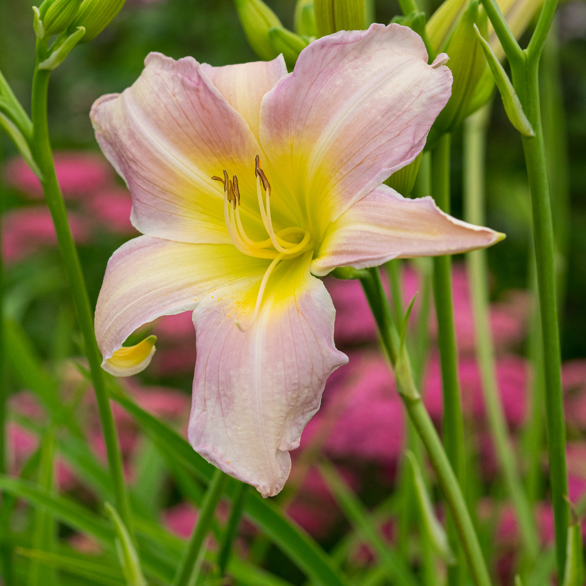 Hemerocallis 'Catherine Woodbery' - Hardy's Cottage Garden Plants