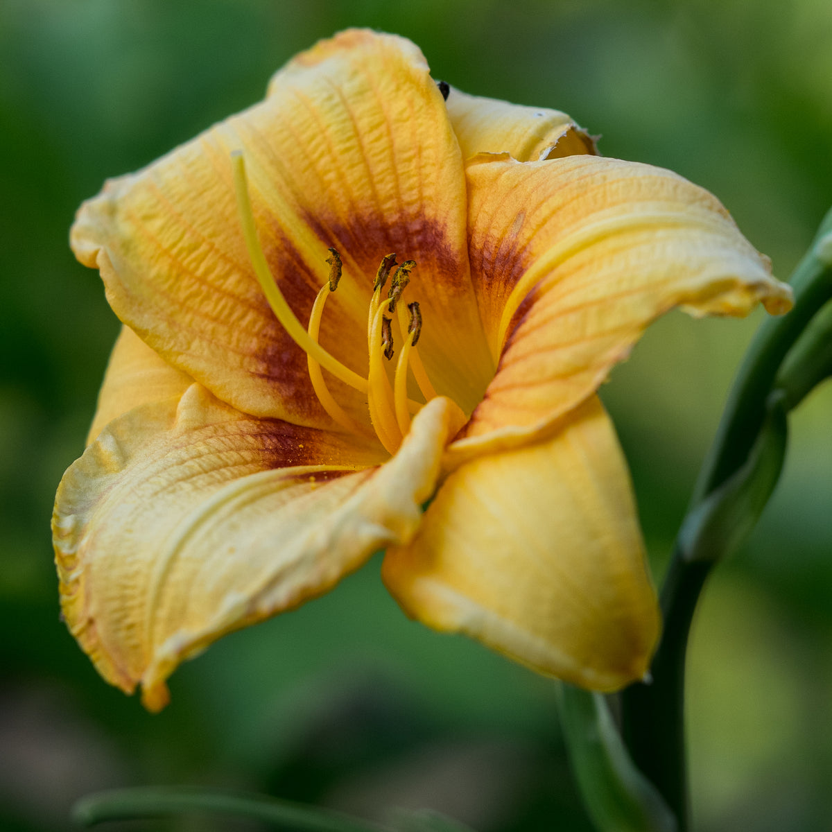 Hemerocallis 'Siloam June Bug' - Hardy's Cottage Garden Plants