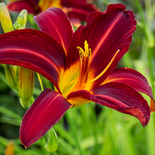 Hemerocallis 'Stafford' - Hardy's Cottage Garden Plants