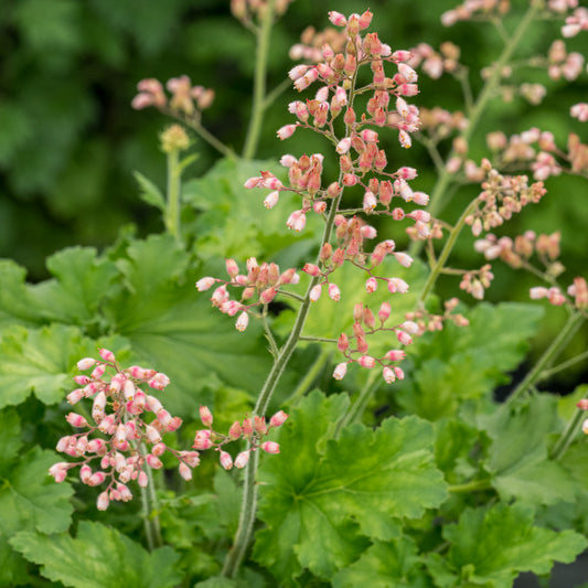 Heuchera 'Strawberry Swirl' - Hardy's Cottage Garden Plants