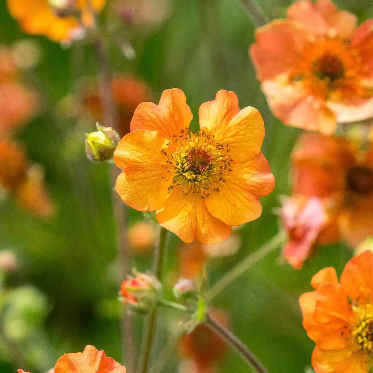 Geum 'Totally Tangerine' — apricot-orange flowers on tall airy stems, a cottage garden favourite grown peat-free at Hardy's