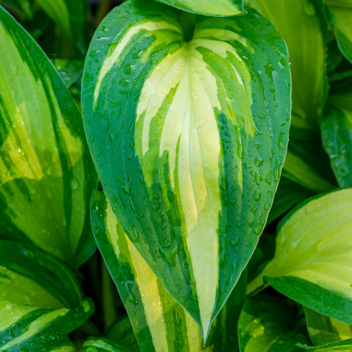 Hosta 'Cherry Berry' - Hardy's Cottage Garden Plants