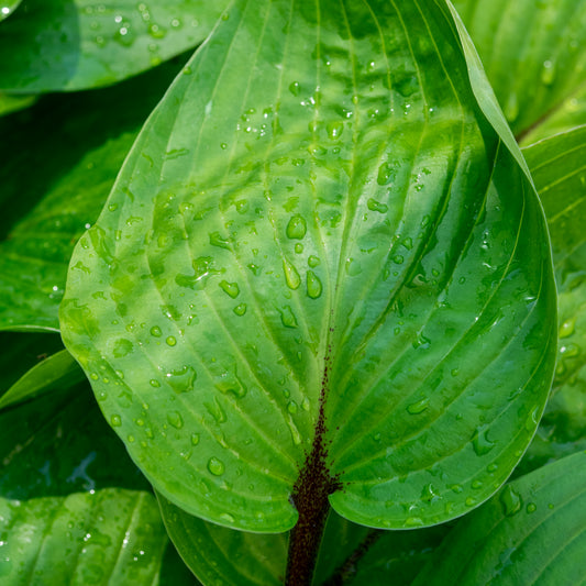 Hosta 'Purple Heart' - Hardy's Cottage Garden Plants