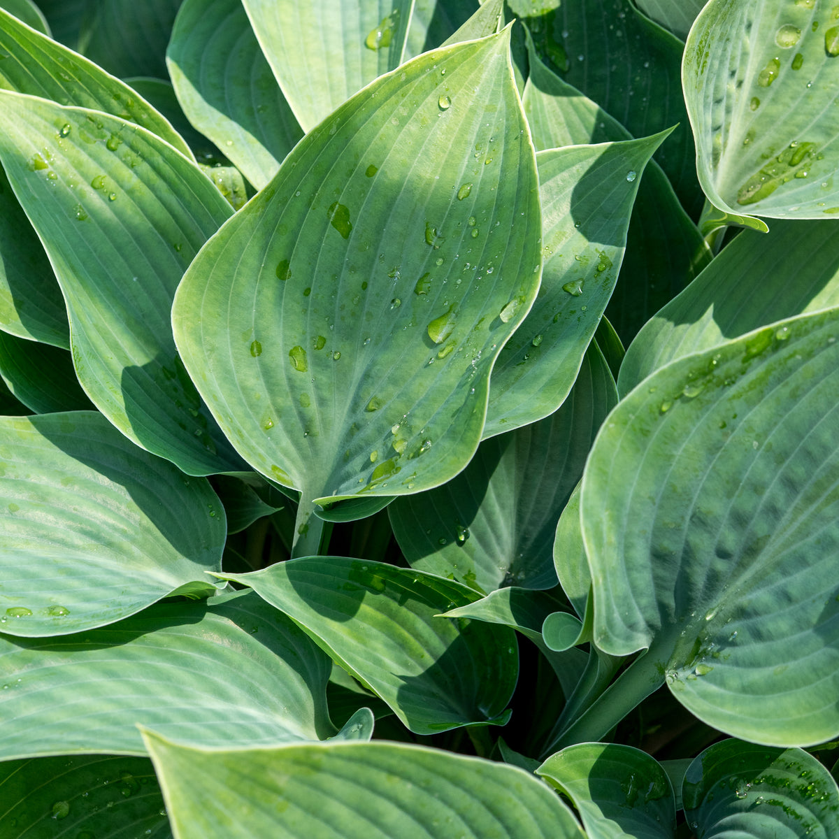 Hosta (Tardiana Group) 'Halcyon' - Hardy's Cottage Garden Plants