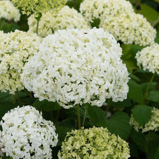 Hydrangea arborescens 'Annabelle' - Hardy's Cottage Garden Plants