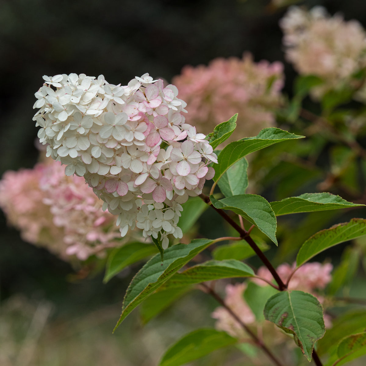 Hydrangea paniculata Vanille Fraise ('Renhy'PBR) - Hardy's Cottage Garden Plants