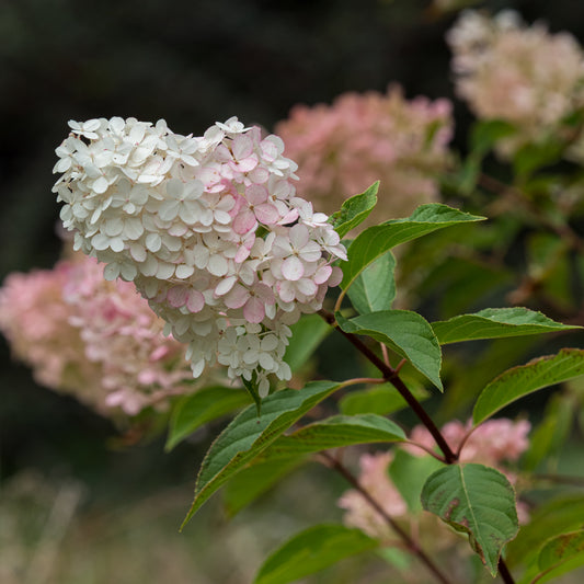 Hydrangea paniculata Vanille Fraise ('Renhy'PBR) - Hardy's Cottage Garden Plants