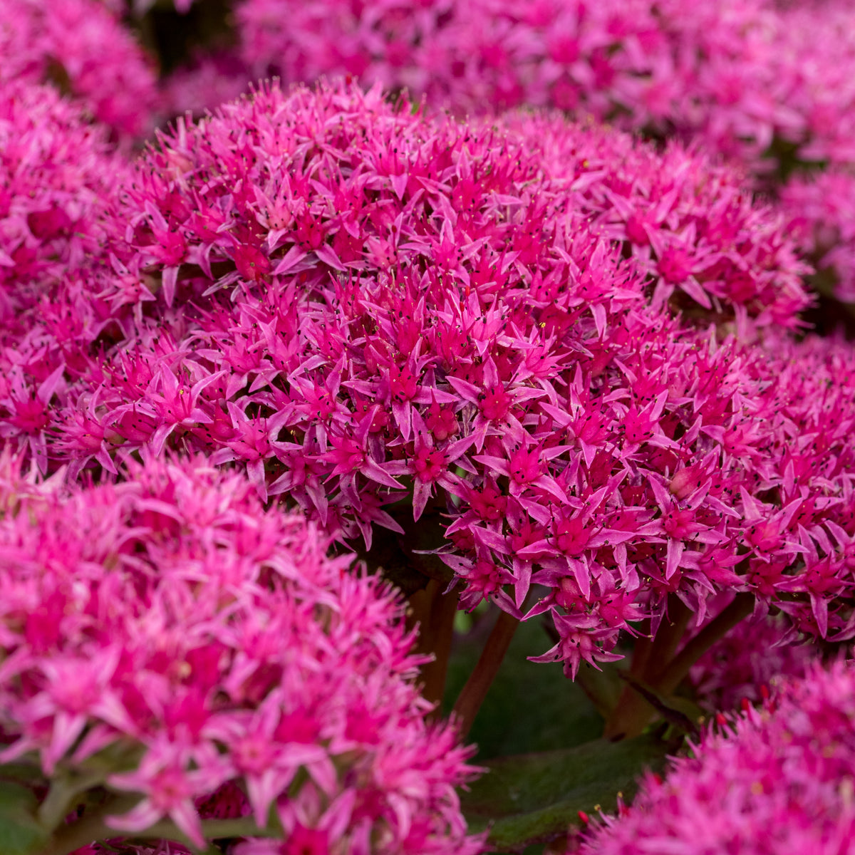 Hylotelephium 'Carl' - Hardy's Cottage Garden Plants