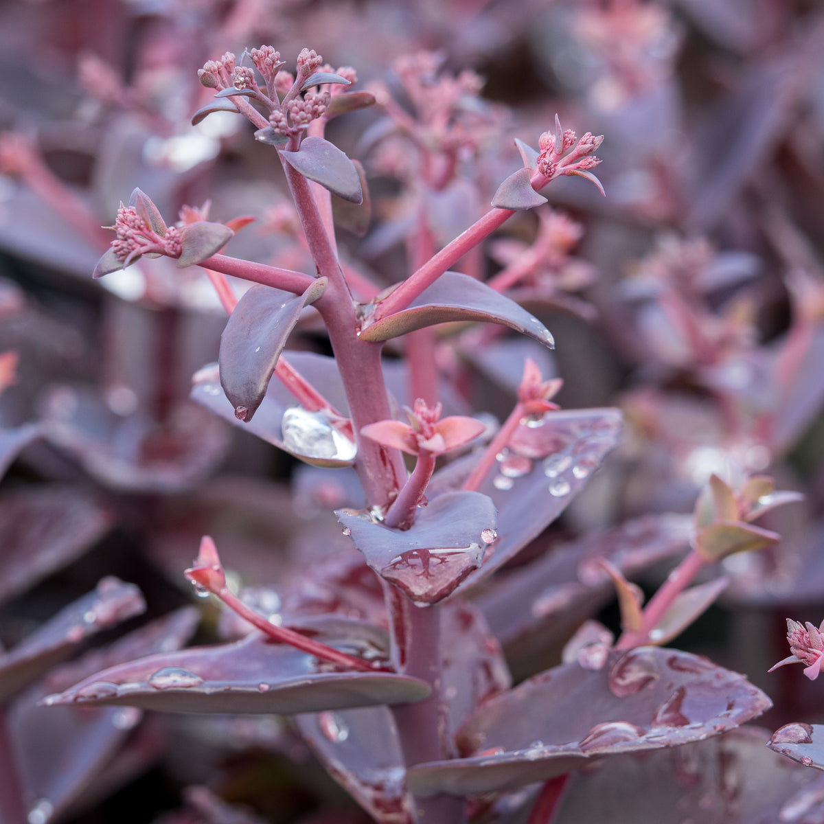 Hylotelephium 'Oriental Dancer' - Hardy's Cottage Garden Plants