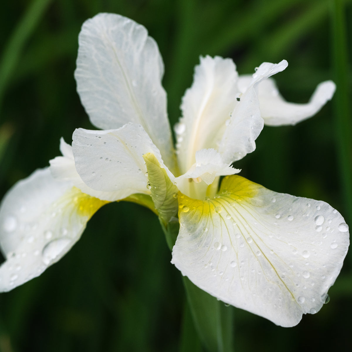 Iris 'White Swirl' - Hardy's Cottage Garden Plants