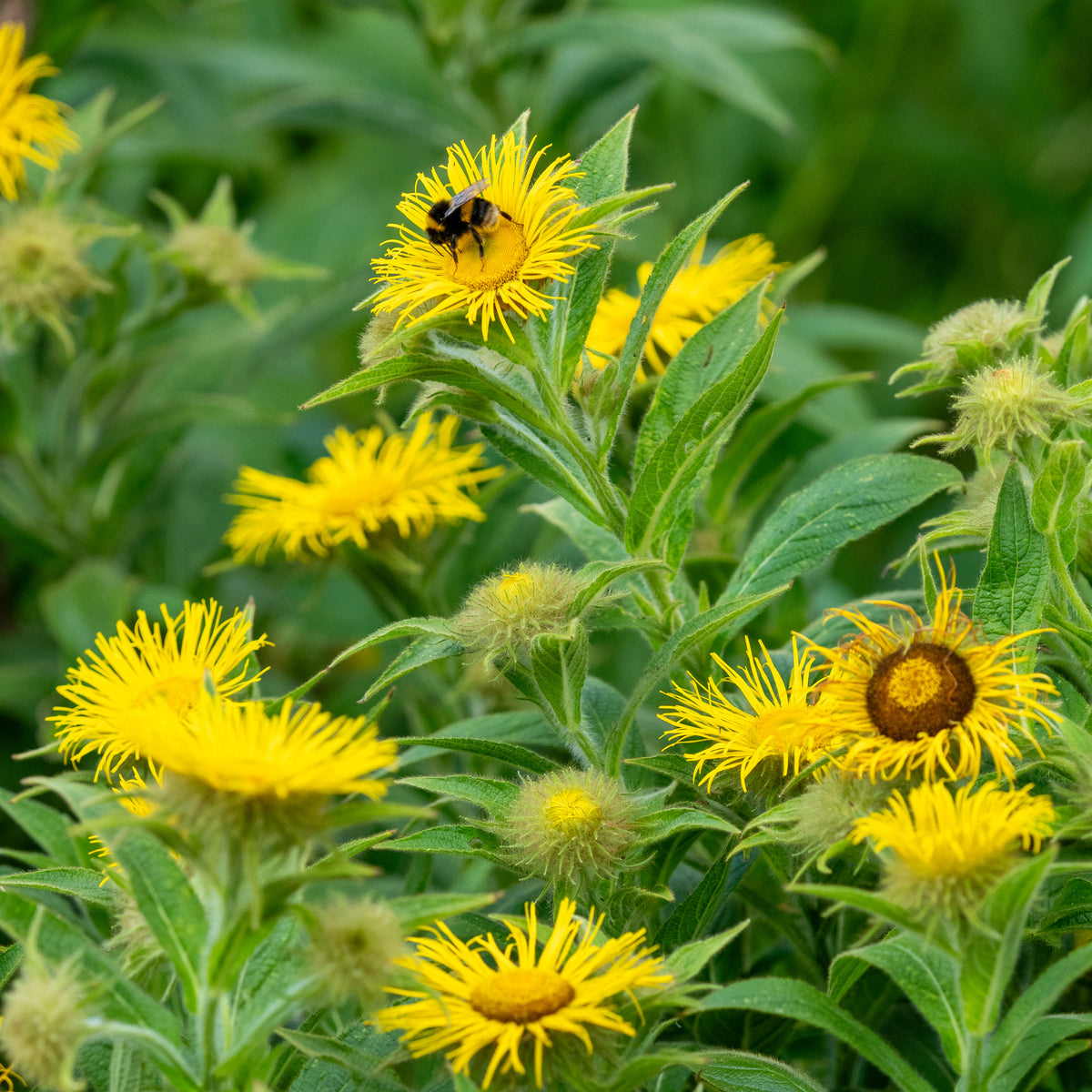 Inula hookeri - Hardy's Cottage Garden Plants