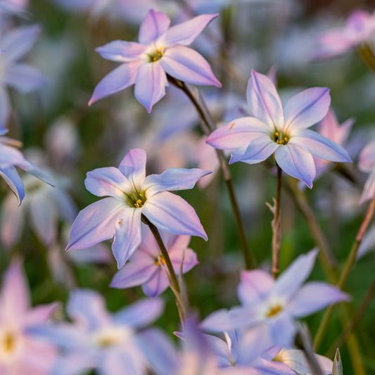 Ipheion 'Hardy's Gem' - Hardy's Cottage Garden Plants