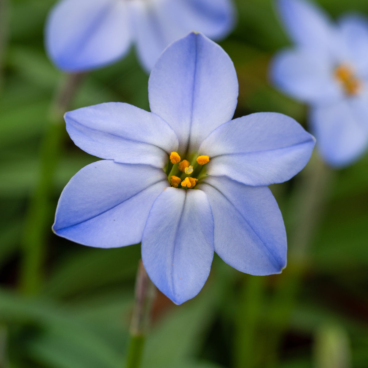 Ipheion 'Rolf Fiedler' - Hardy's Cottage Garden Plants