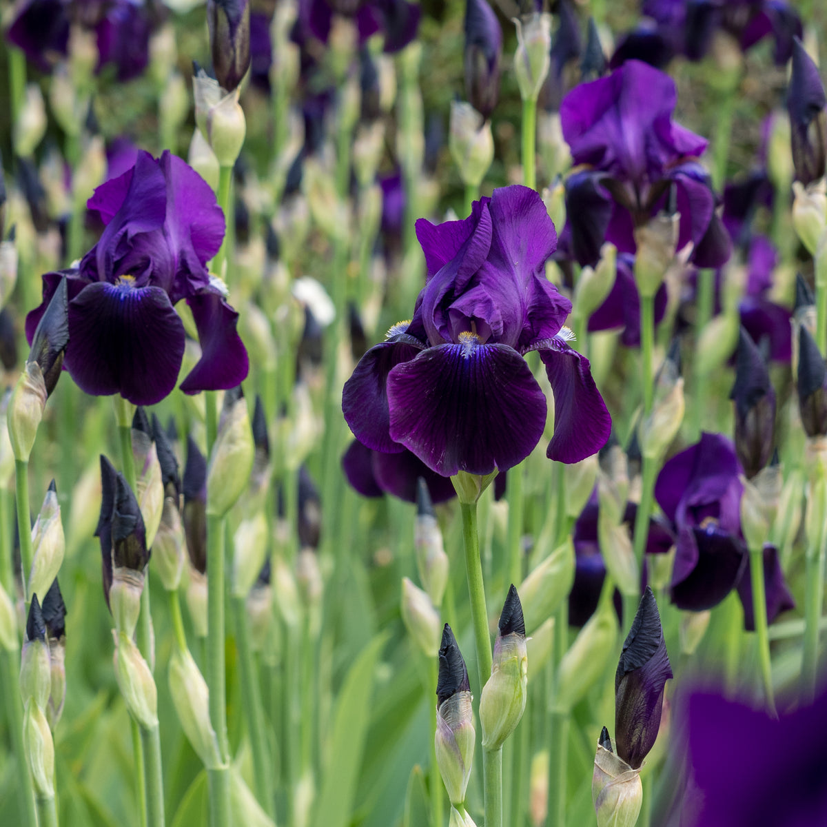 Iris 'Sable' - Hardy's Cottage Garden Plants