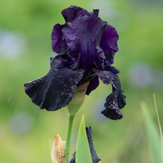 Iris 'Black Tie Affair' (TB)' - Hardy's Cottage Garden Plants