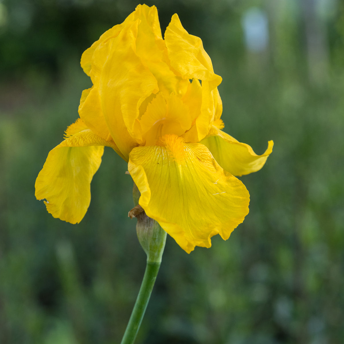 Iris 'Ola Kalá' - Hardy's Cottage Garden Plants