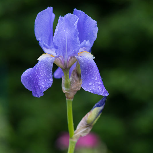 Iris-pallida-subsp.-pallida - Hardy's Cottage Garden Plants