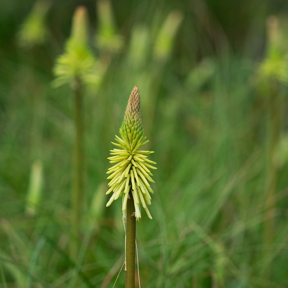 Kniphofia 'Green Jade' - Hardy's Cottage Garden Plants