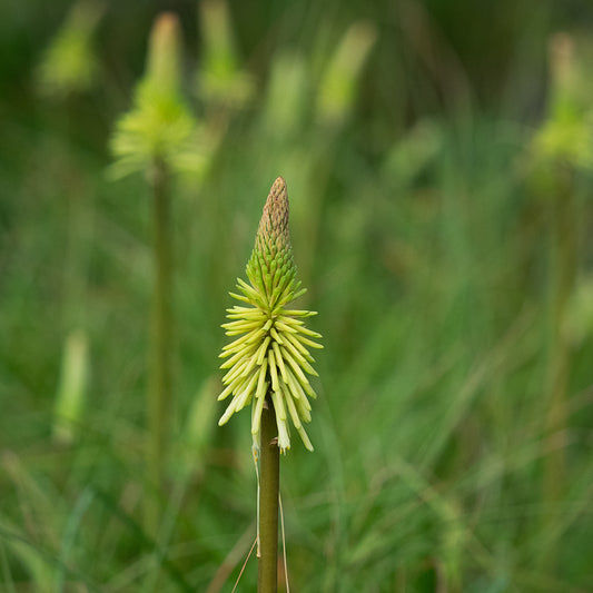 Kniphofia 'Green Jade' - Hardy's Cottage Garden Plants