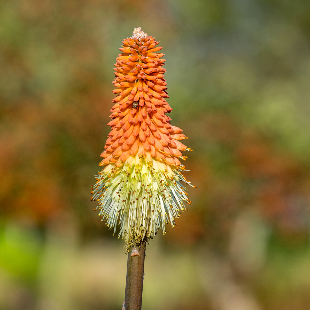 Kniphofia caulescens - Hardy's Cottage Garden Plants