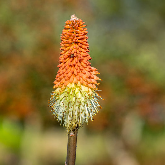 Kniphofia caulescens - Hardy's Cottage Garden Plants