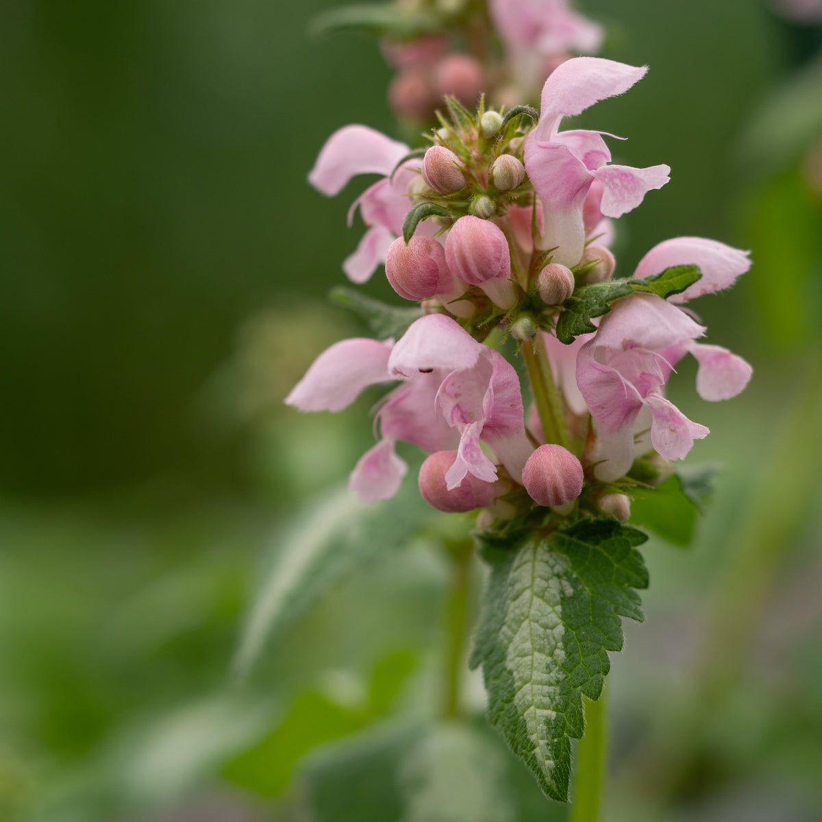 Lamium maculatum 'Pink Pearls' - Hardy's Cottage Garden Plants