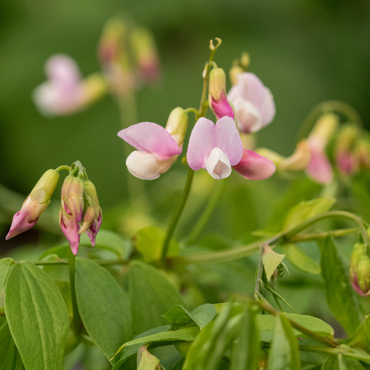 Lathyrus vernus 'Pendulus' - Hardy's Cottage Garden Plants