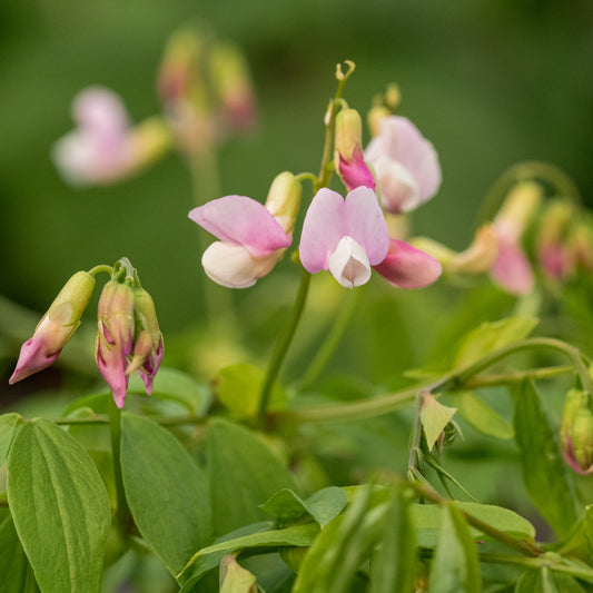 Lathyrus vernus 'Pendulus' - Hardy's Cottage Garden Plants