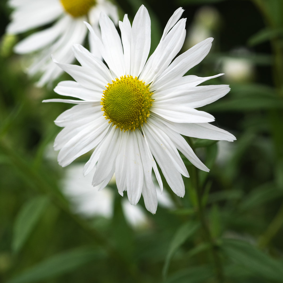 Leucanthemella serotina - Hardy's Cottage Garden Plants