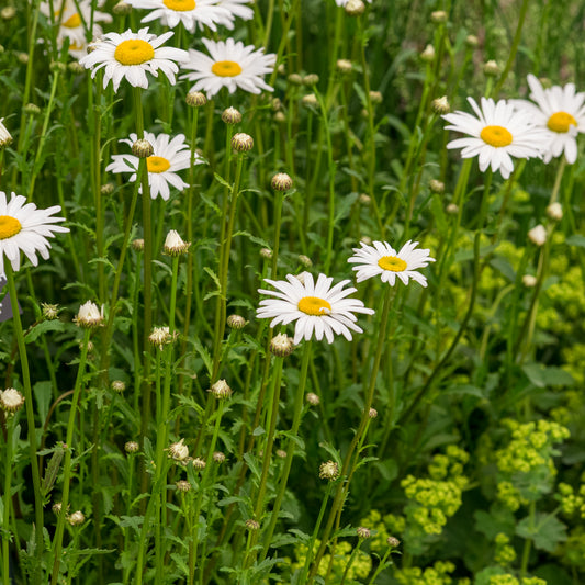 Leucanthemum vulgare 'Maikonigin' - Hardy's Cottage Garden Plants