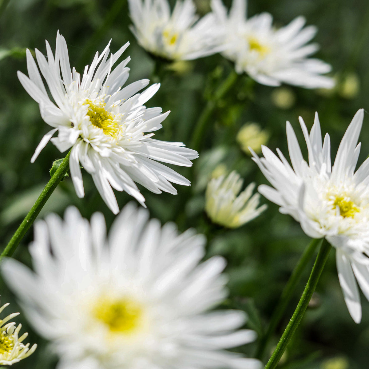 Leucanthemum x superbum 'Christine Hagemann' - Hardy's Cottage Garden Plants