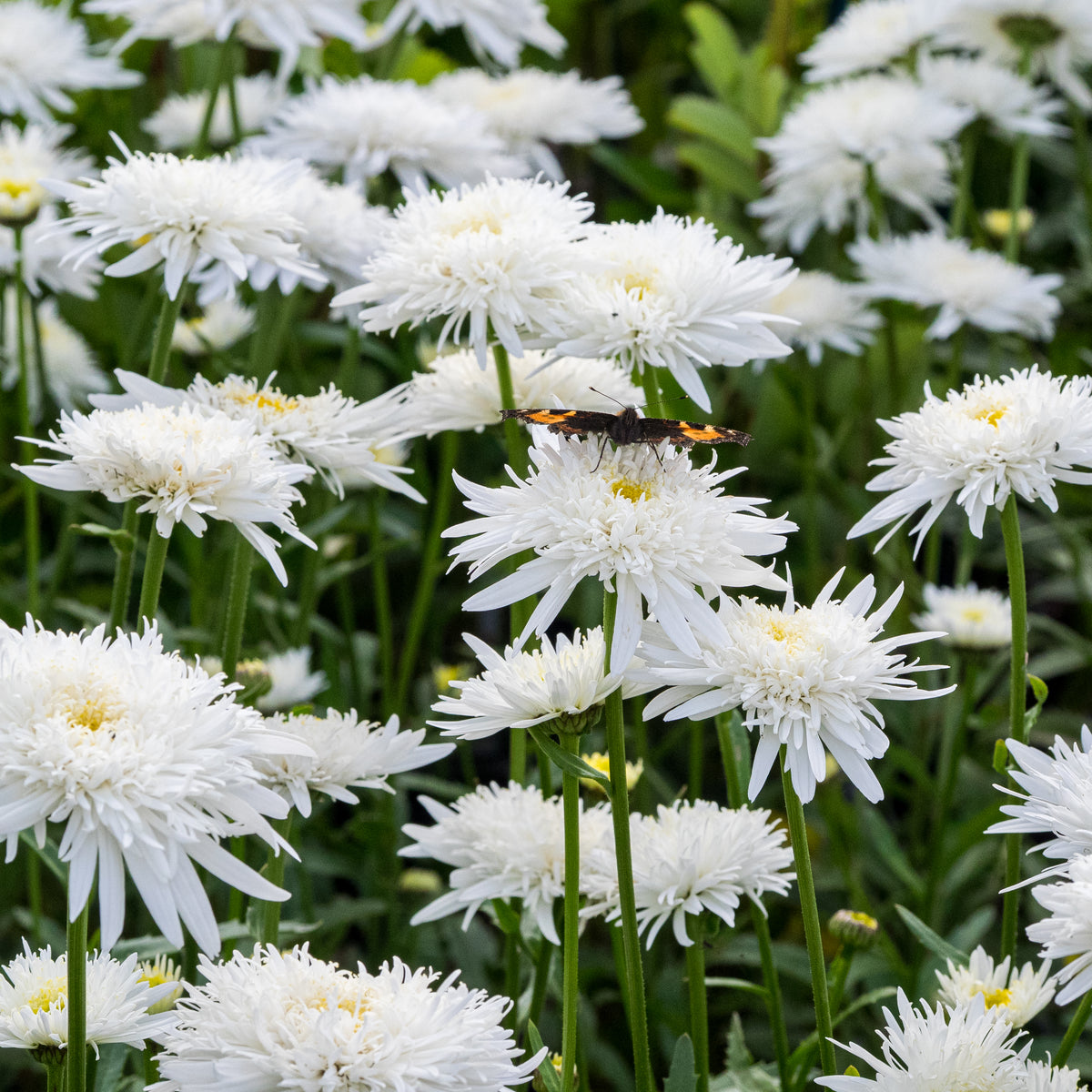 Leucanthemum x superbum 'Eisstern' - Hardy's Cottage Garden Plants